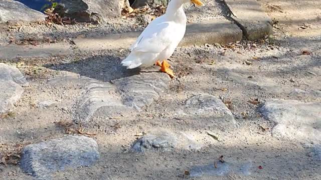 Duck grooming