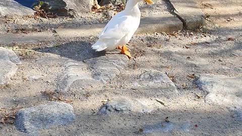 Duck grooming