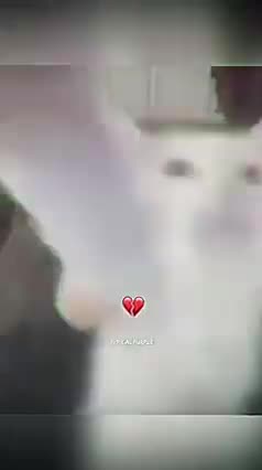 If Austrian Painter Was a Cat 💀 | #short #fyp #viral