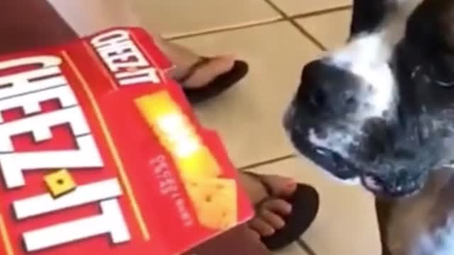 Dog Getting His Head Stuck In a Box