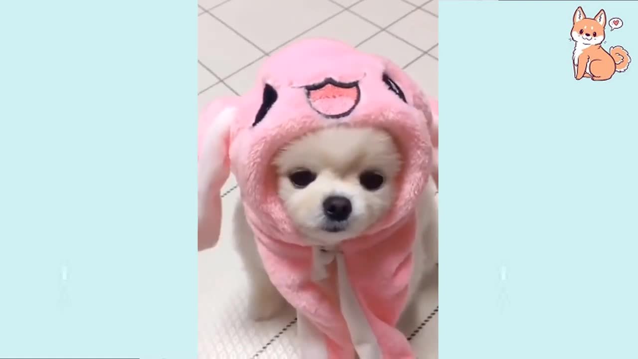 Funny pets videos - Funny Dogs, Cats & more animals! Try Not To Laugh