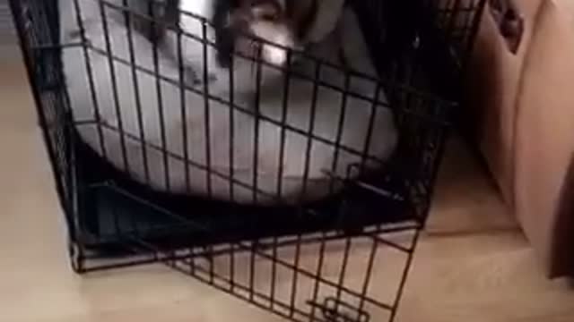 Well trained border collie goes into cage on command