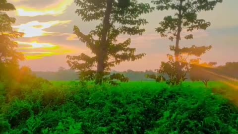 Morning walking video