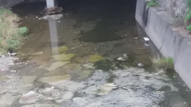 A mallard duck passing by a swan