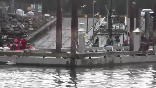 Sinking Packer Herring 2014