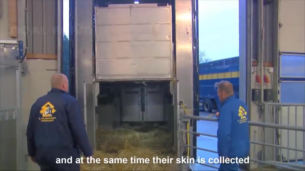 Incredible Modern Cowhide Processing Factory Technology - Cow Farm Harvesting Cowhide For Tannery