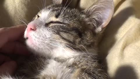 Little Cat Lets Mom Touch His Nose