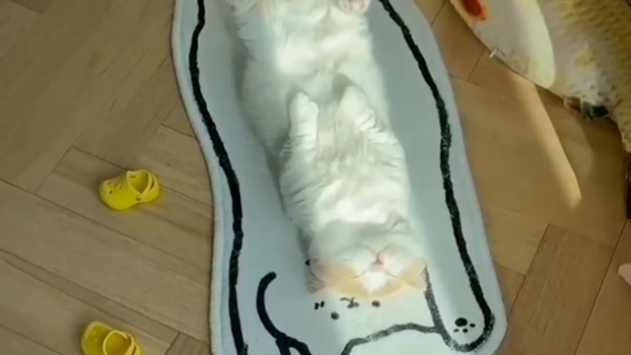 Cute ☺️ and funny cats video