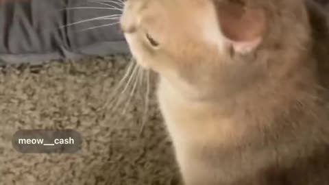 Meow cute cat