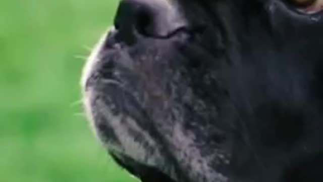 Boxer Dog Does a Fun Trick