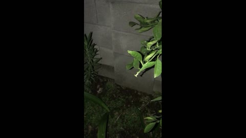 Overall process of my cat's mouse hunting