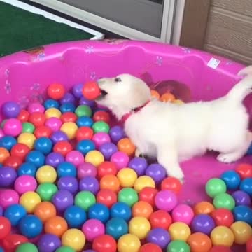 Cachorro fascinado por jugar en pelotero