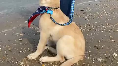 Future Guide Puppy Goes To The Beach