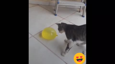 Cat funny video🎥🎥🎥
