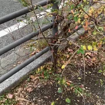 Sức sống tự nhiên