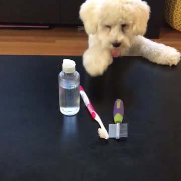 Playful puppy thinks everything is a toy