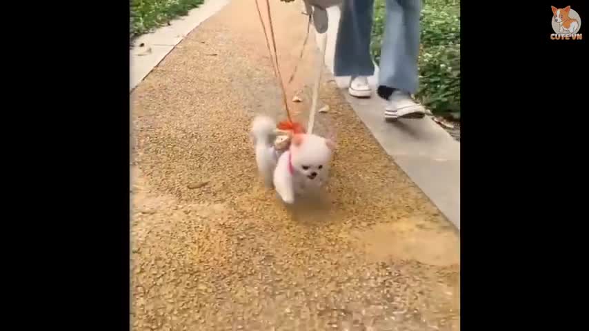 Famous pomeranian