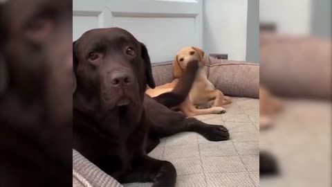 TRY NOT TO LAUGH [IMPOSSIBLE] [CLEAN] Funny Animal Videos - Funny Cats And Dogs | 2020 Compilation