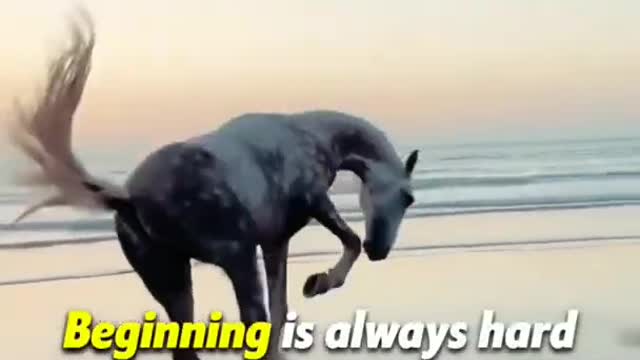 Horse running