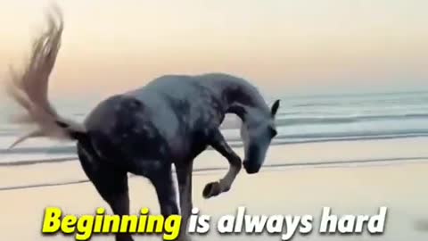 Horse running