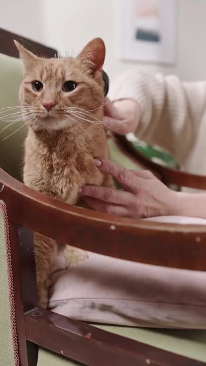 5.cute cat and funny cat shorts❤#shorts #cutecat