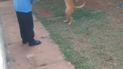 Cachorro caramelo pipoca