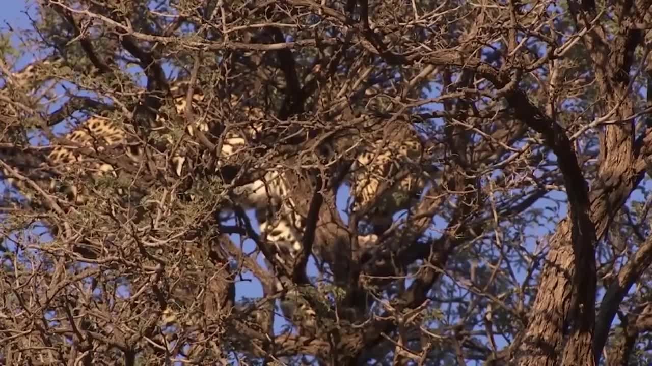 Unbelievable Battle - Wild Animals Fighting