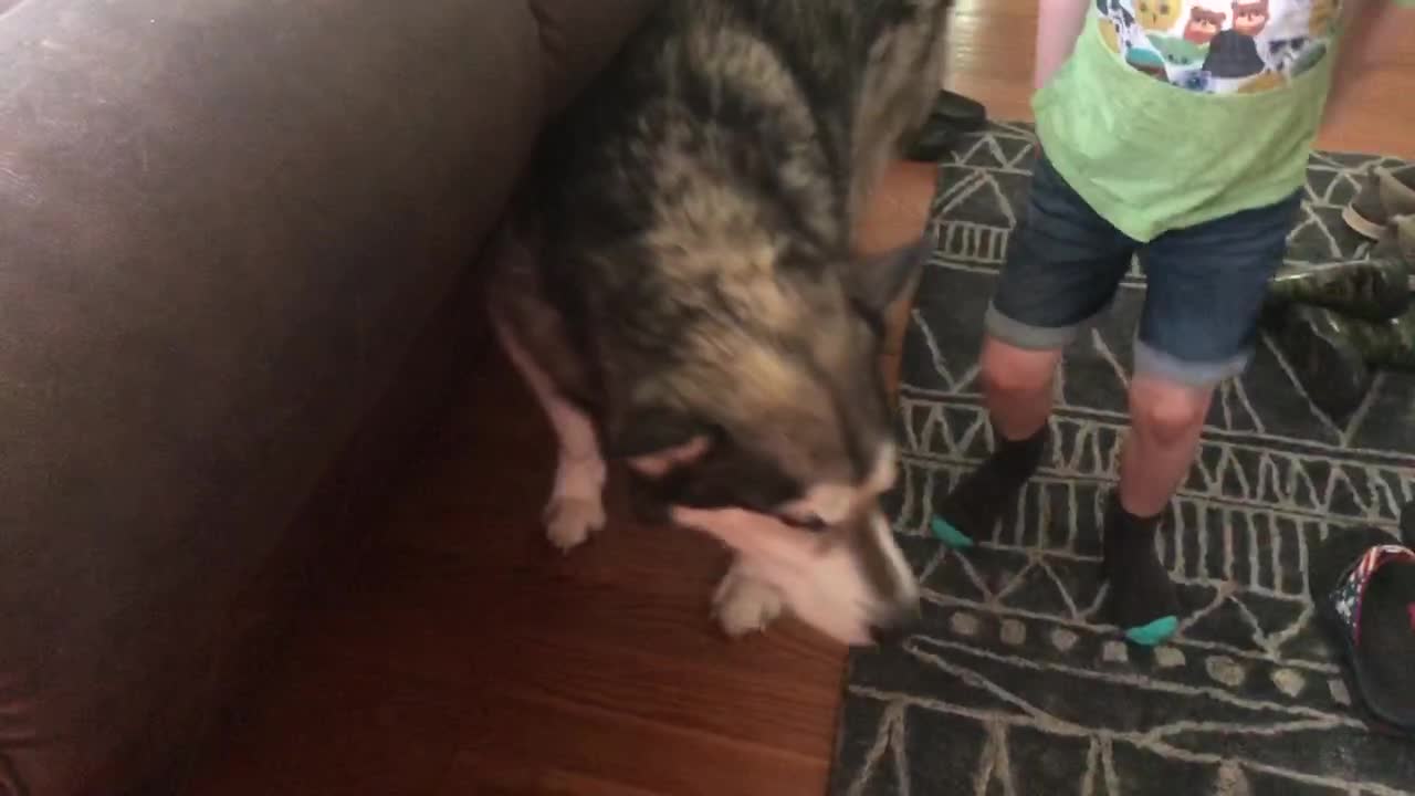 Adorable Alaskan Malamute and little boy take turns howling