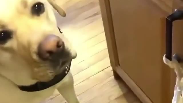 СМЕШНЫЕ ВИДЕО С ЖИВОТНЫМИ 4 / FUNNY VIDEOS WITH ANIMALS 4