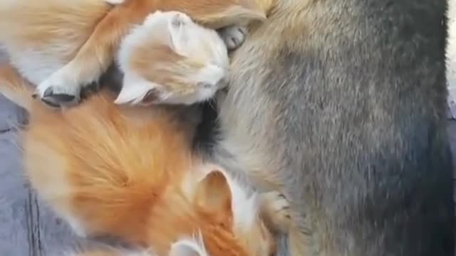 Kittens with mother dog