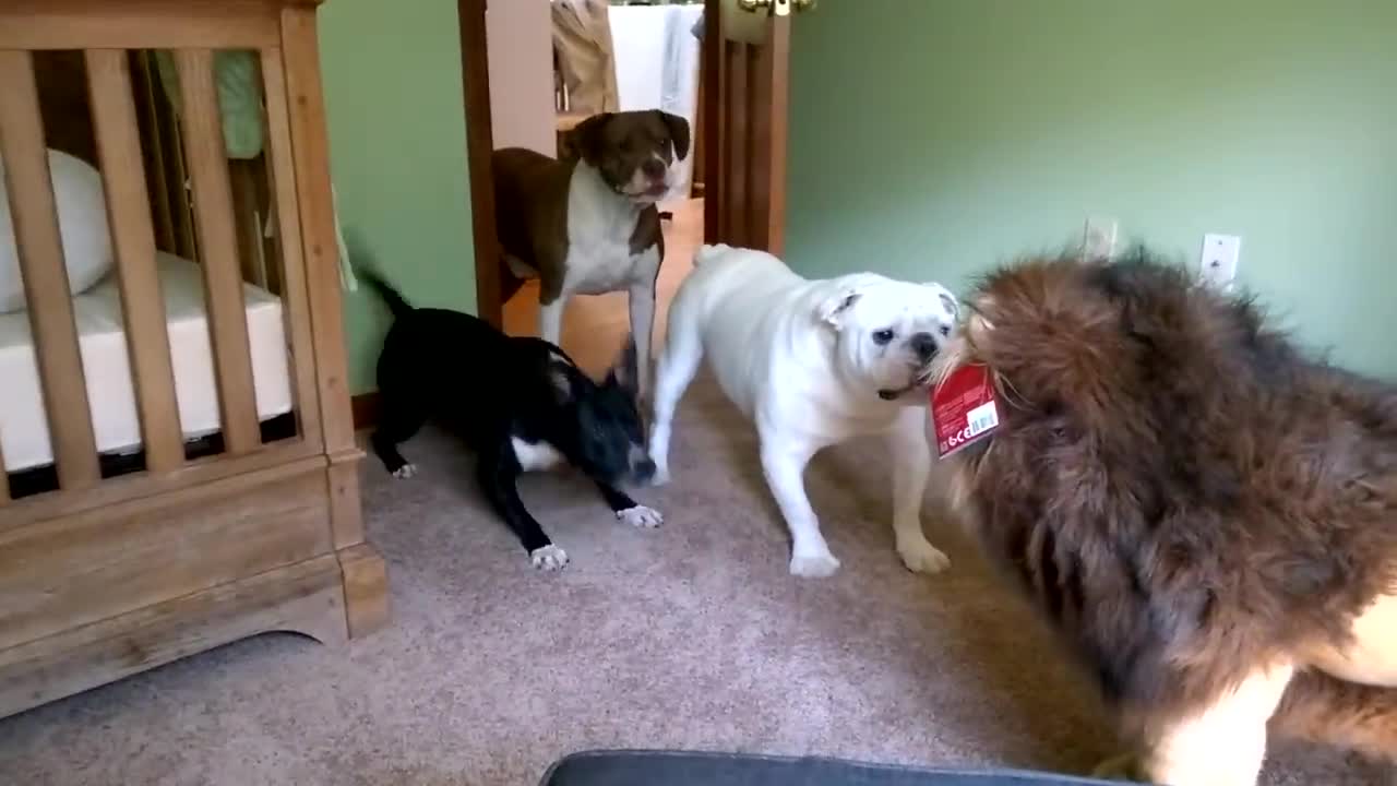 Brave English bulldog Sir Wellington fights lion. Super funny! 50