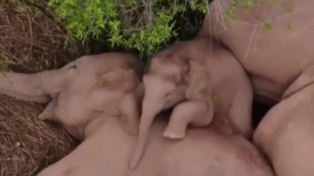 They are sleeping inside each other🐘