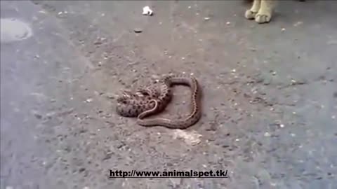 Cat Vs Snake !! Who will win !!