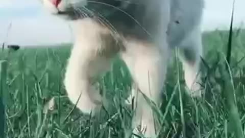 lively cat