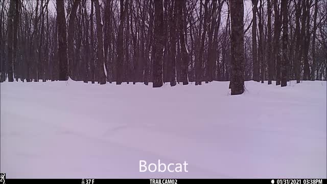 Bobcat and coyotes