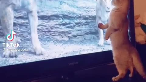 Cat vs lion 😂😂