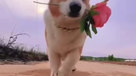 A little dog is biting a flower