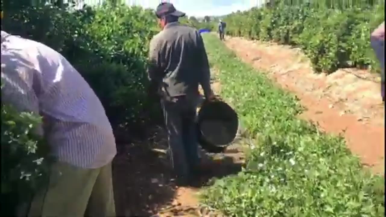 Work today in Valencia_Agriculture vlogs in Spain