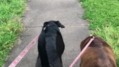 Three labs and guy who loves them!