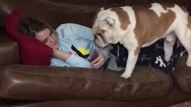 Jealous bulldog distracts owner from looking at phone