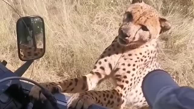 Cheetah_gets_too_close_for_comfort