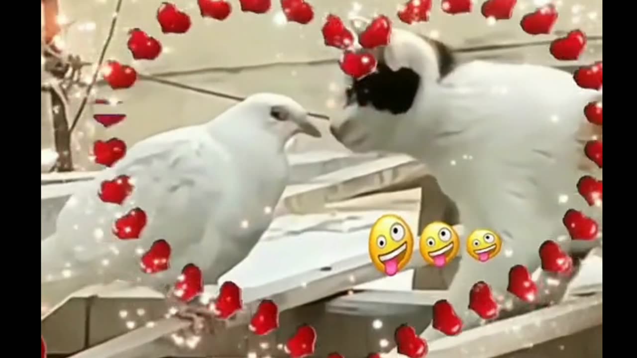 New Funny Video 😂😱New Funny Cat Video🥰 Funny VideoToday #fpy #🤣🤣🤣🤣