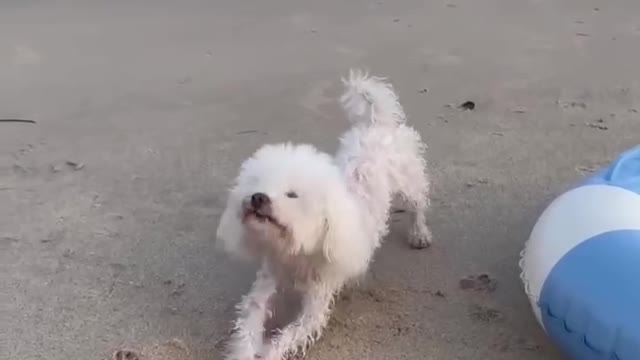 dog swimming in beach