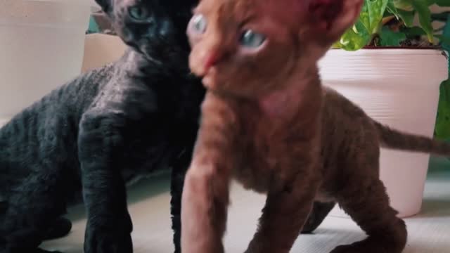 Cat 🐱 ka funny fight video 🐱🐱🤣🤣