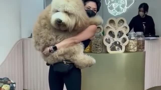 Puppy Love must be twice her weight