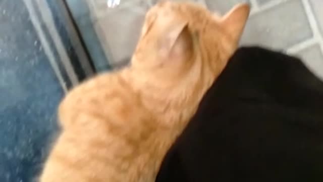 My Orange