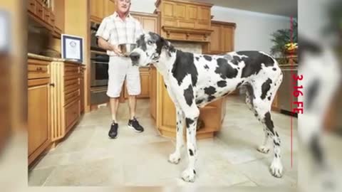 World's Biggest Dog - Guinness Book of world record(2017)