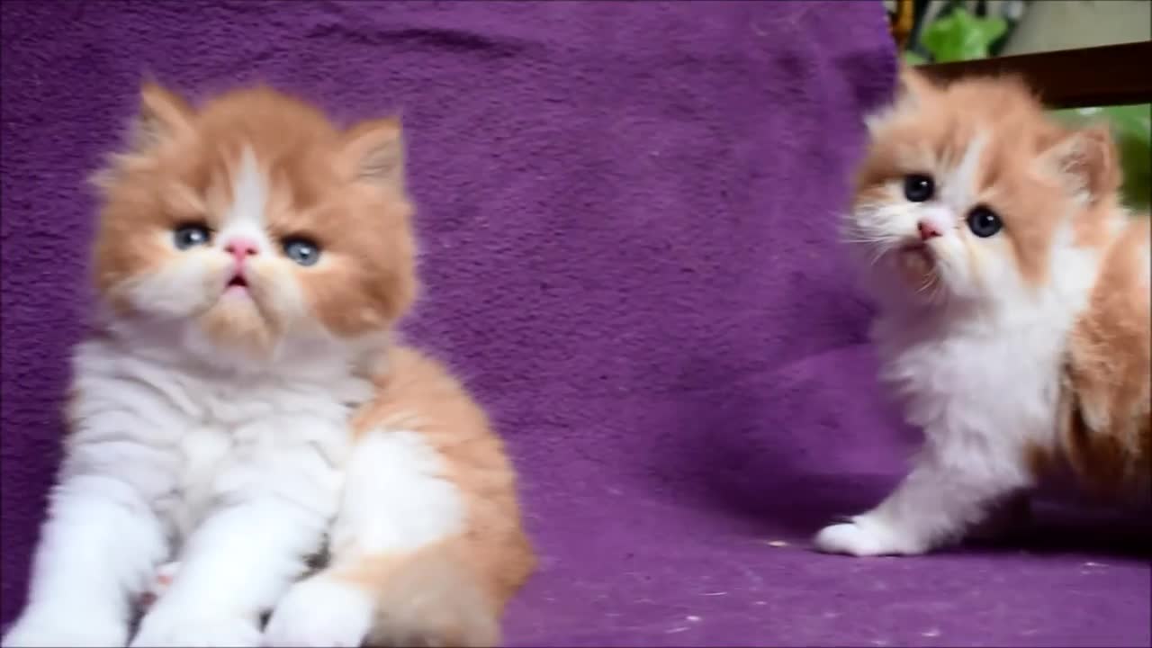 Kingston and Kulfi - Cat Paradise