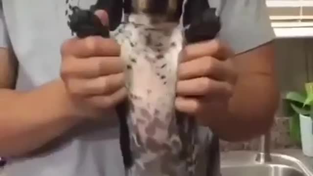 dog dancing