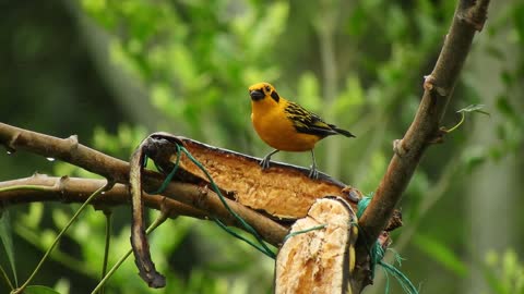 Bird On the Tree